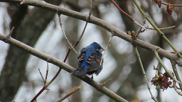 Blue Grosbeak - ML634506006