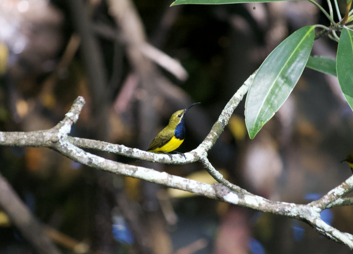 Sahul Sunbird - ML634506093