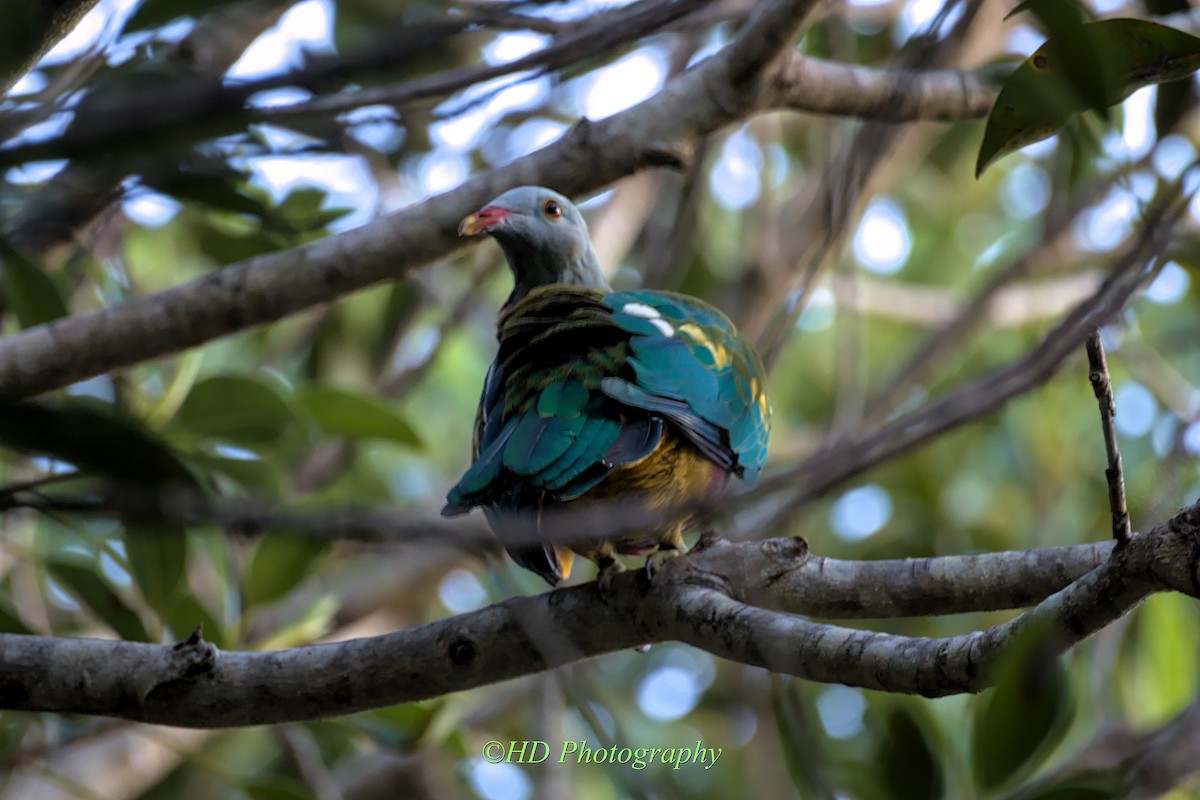 Wompoo Fruit-Dove - ML634506173