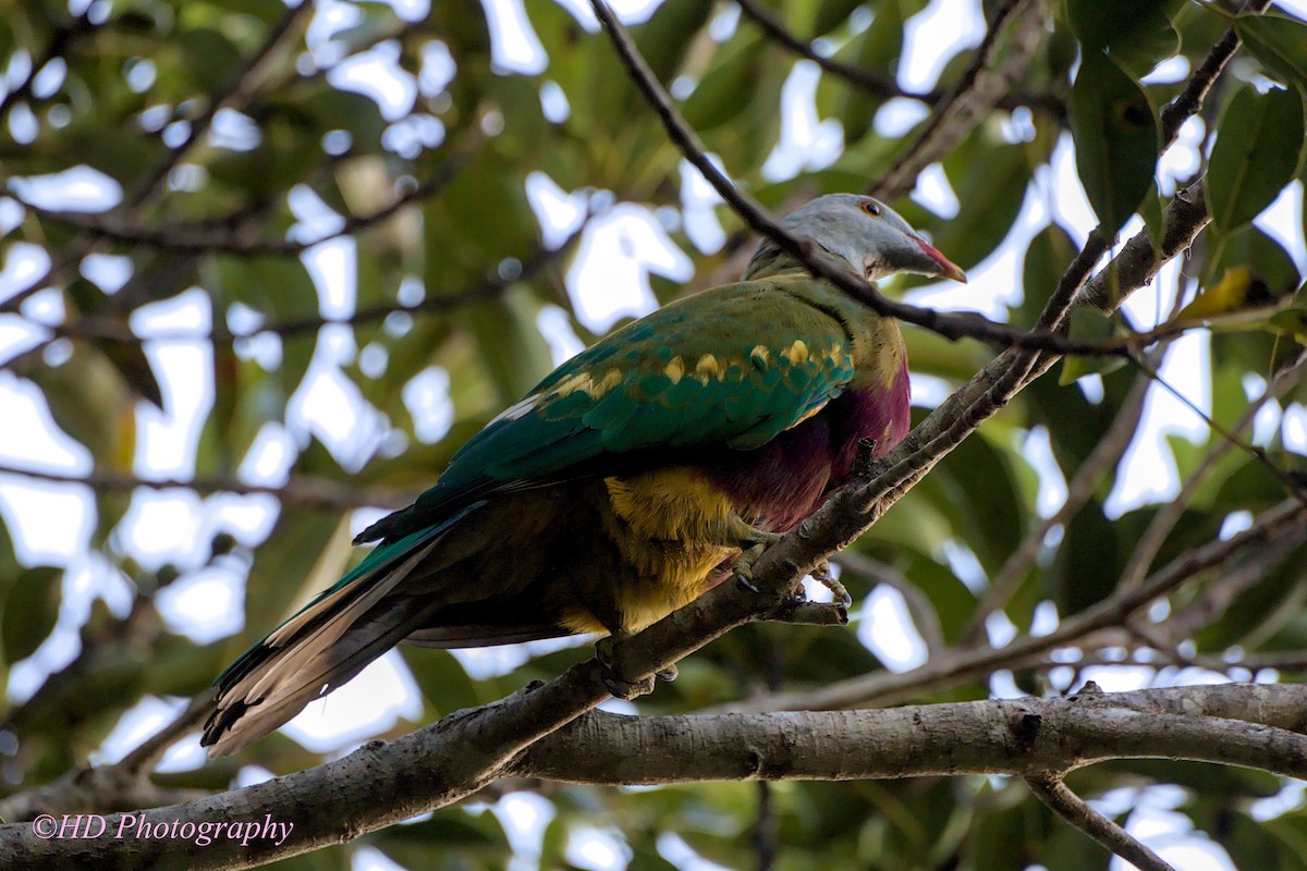 Wompoo Fruit-Dove - ML634506174