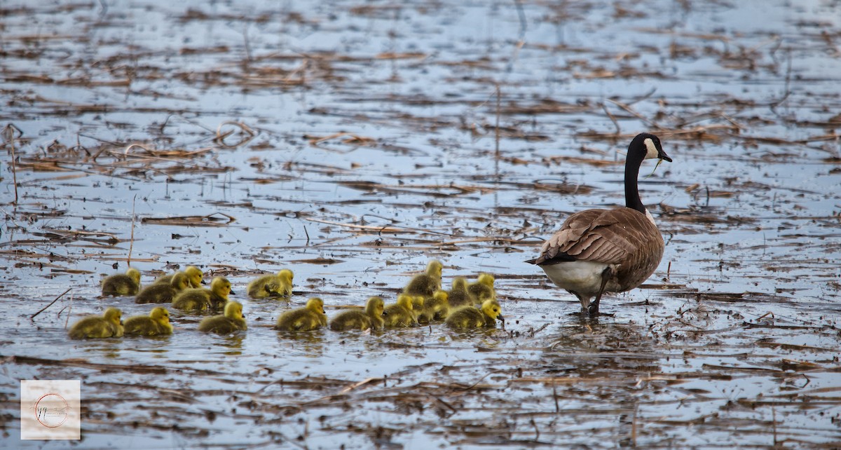 Canada Goose - ML634506277