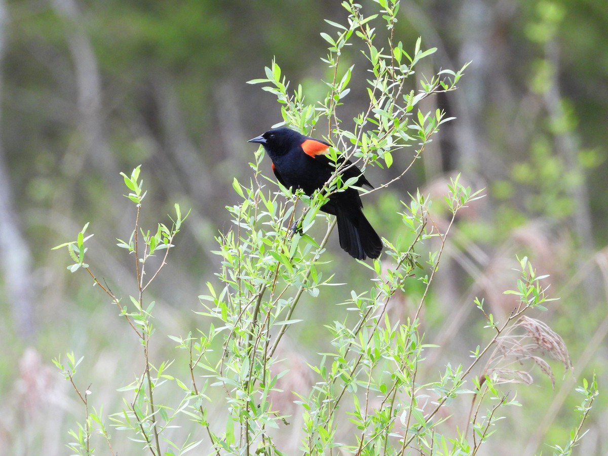 Red-winged Blackbird - ML634506285