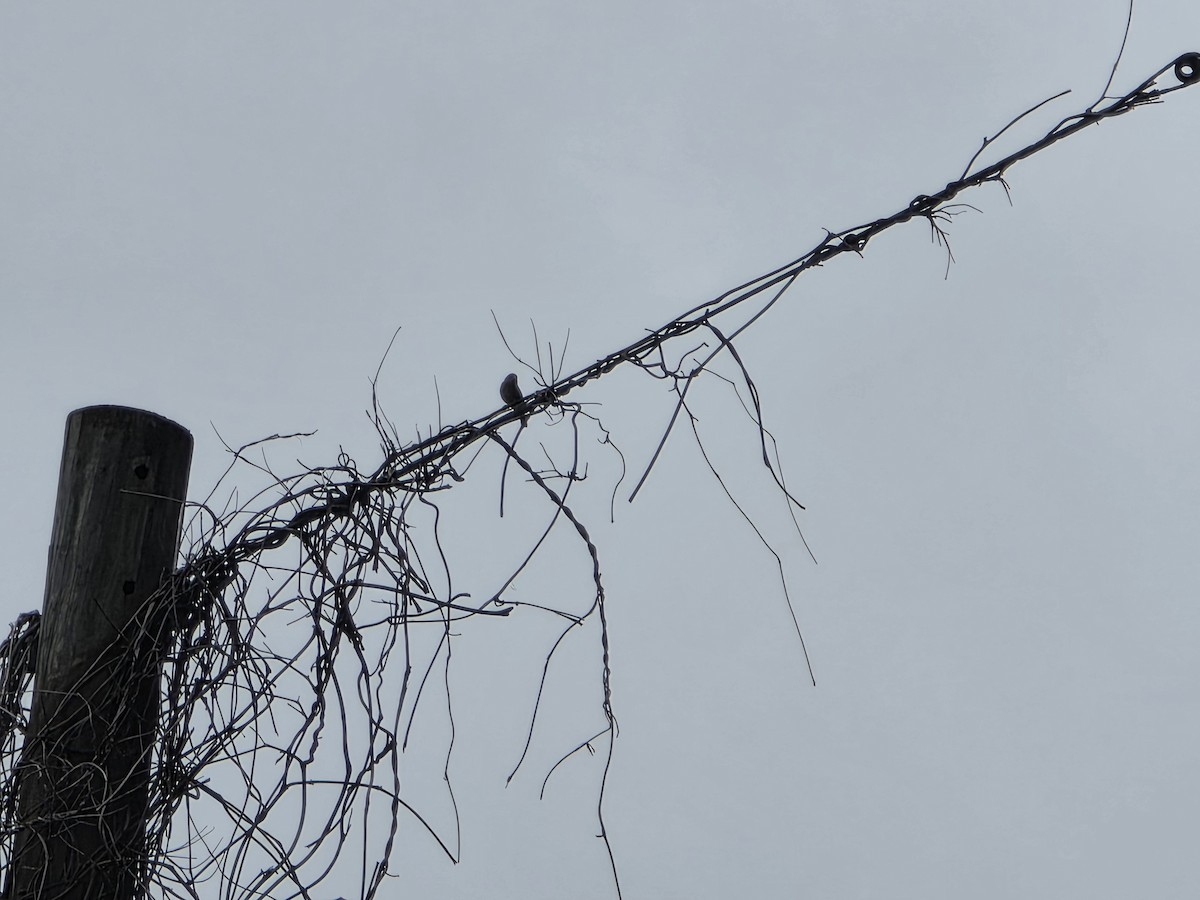 Northern House Wren - ML634506300
