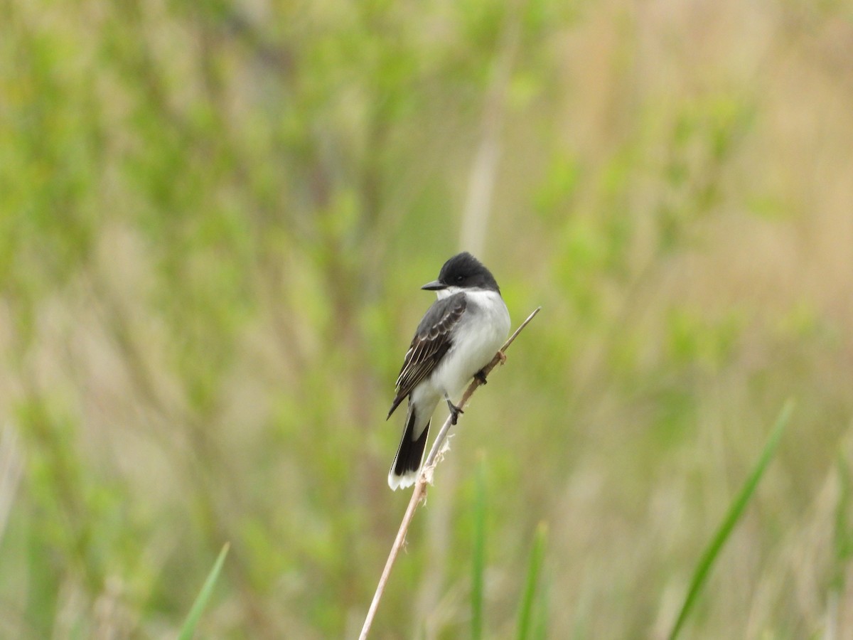 Eastern Kingbird - ML634506301