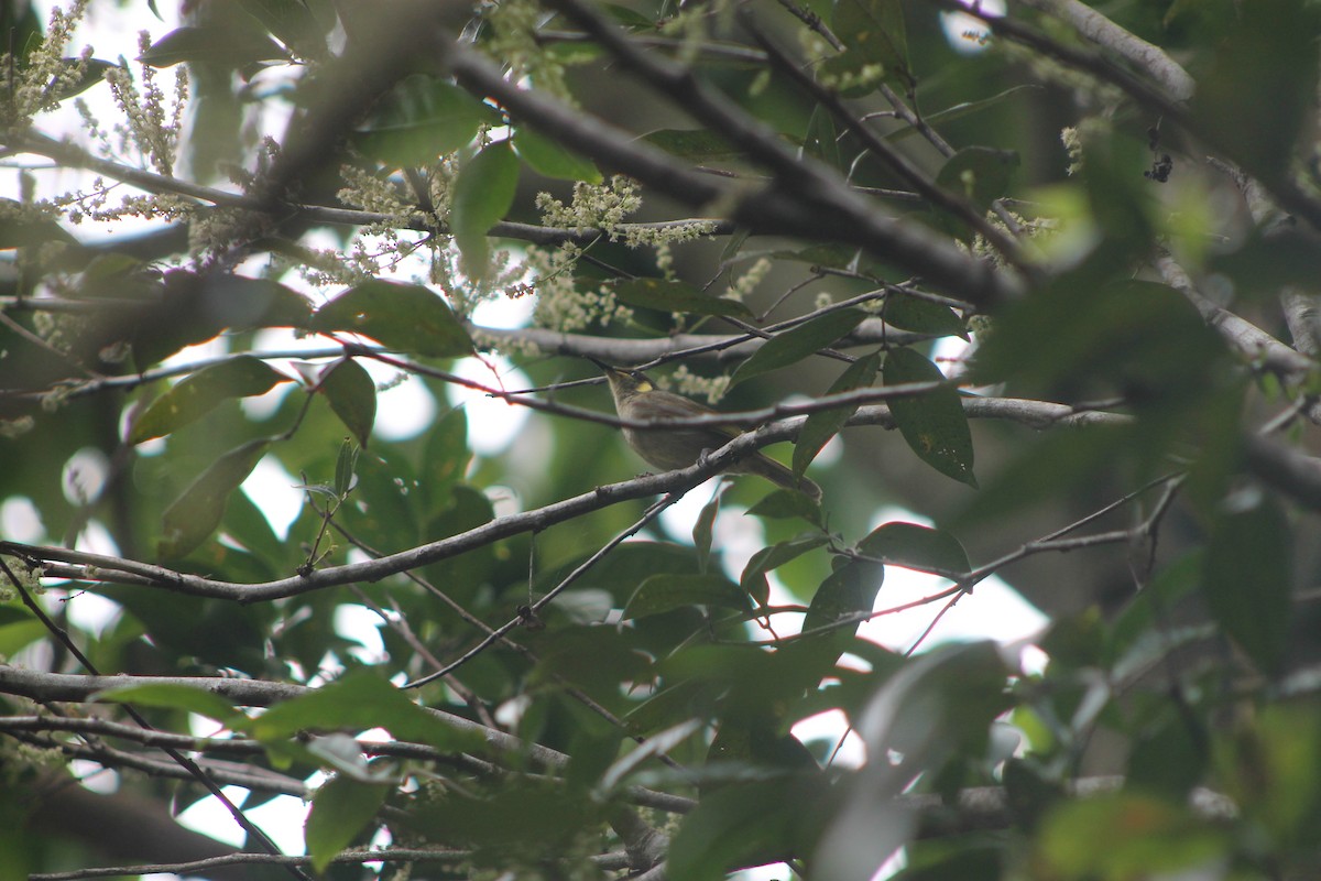 Cryptic Honeyeater - ML634506403
