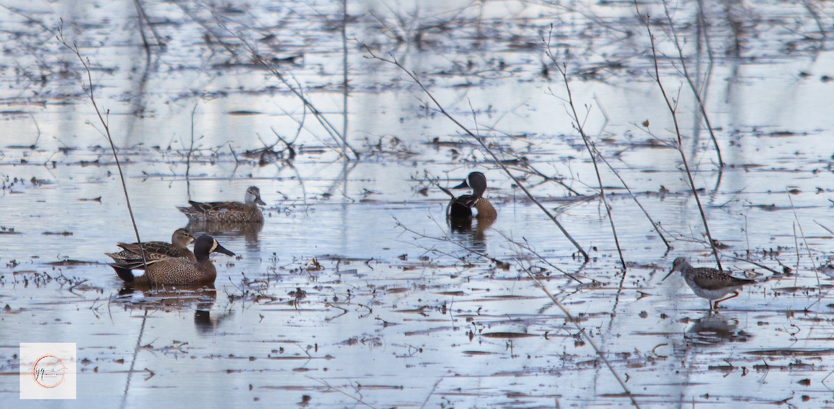 Blue-winged Teal - ML634506415