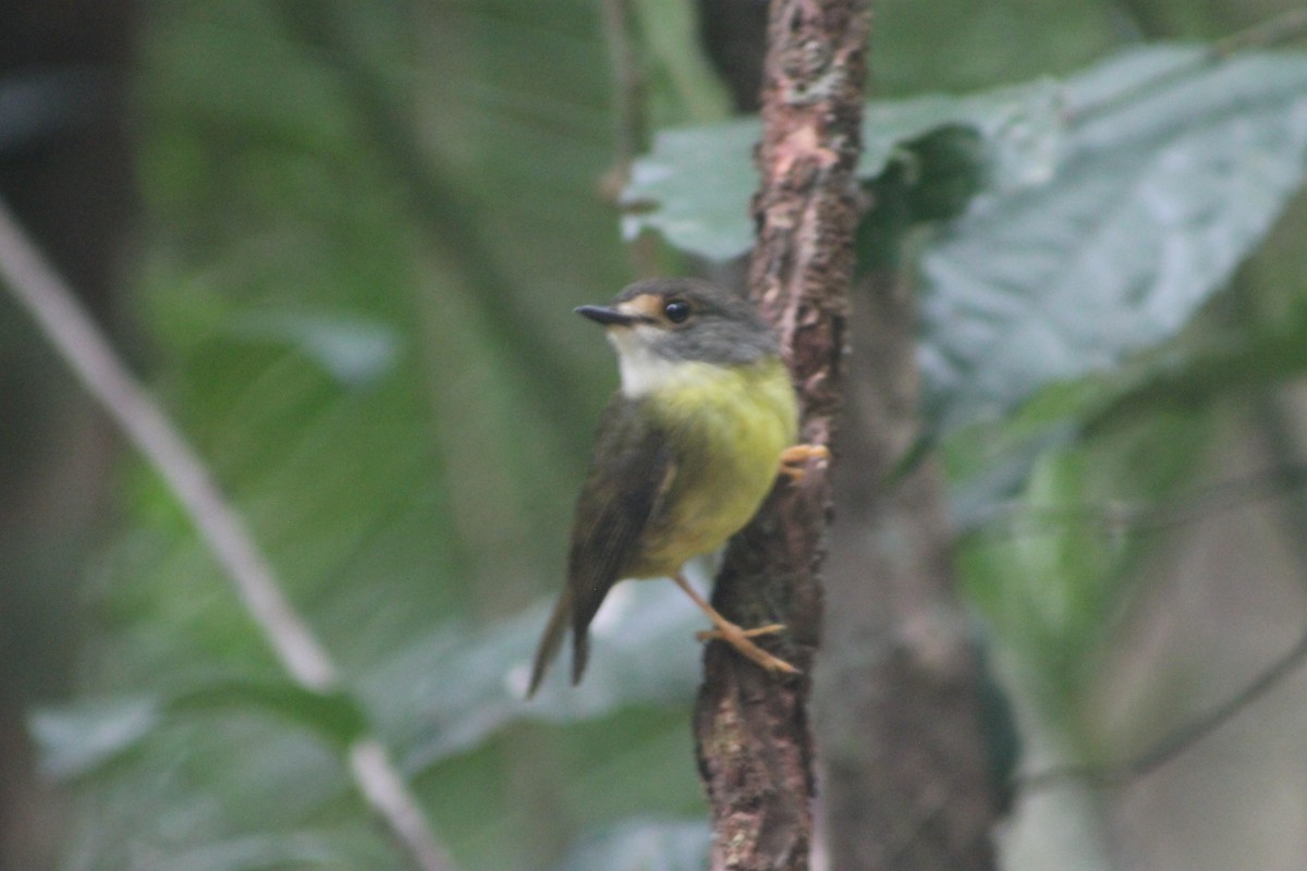 Pale-yellow Robin - ML634506421