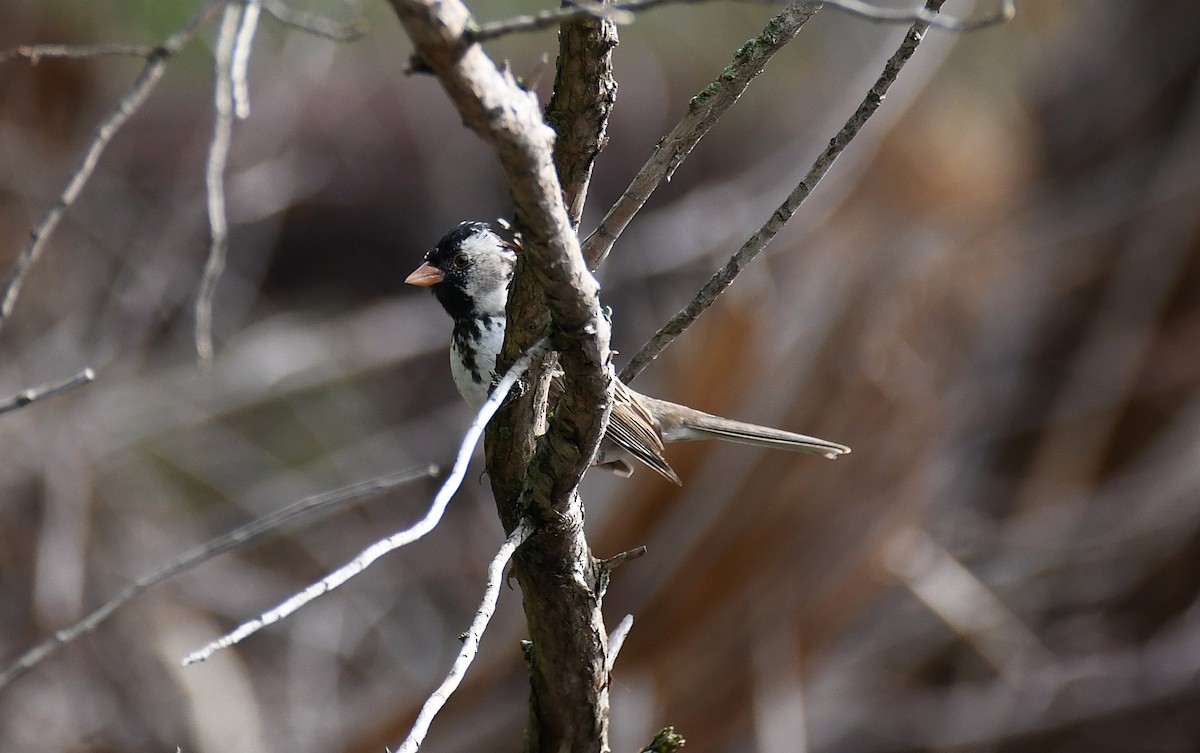 Harris's Sparrow - ML634506454