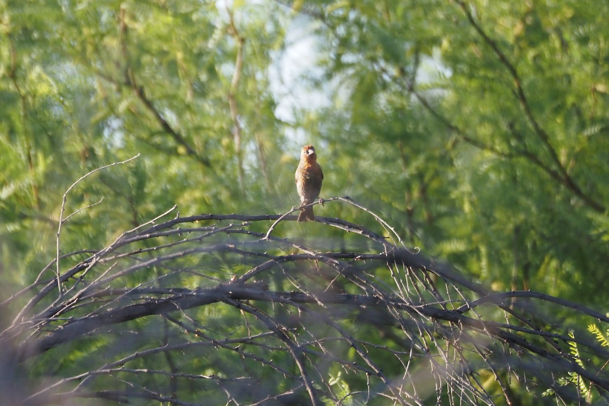 House Finch - ML634506460