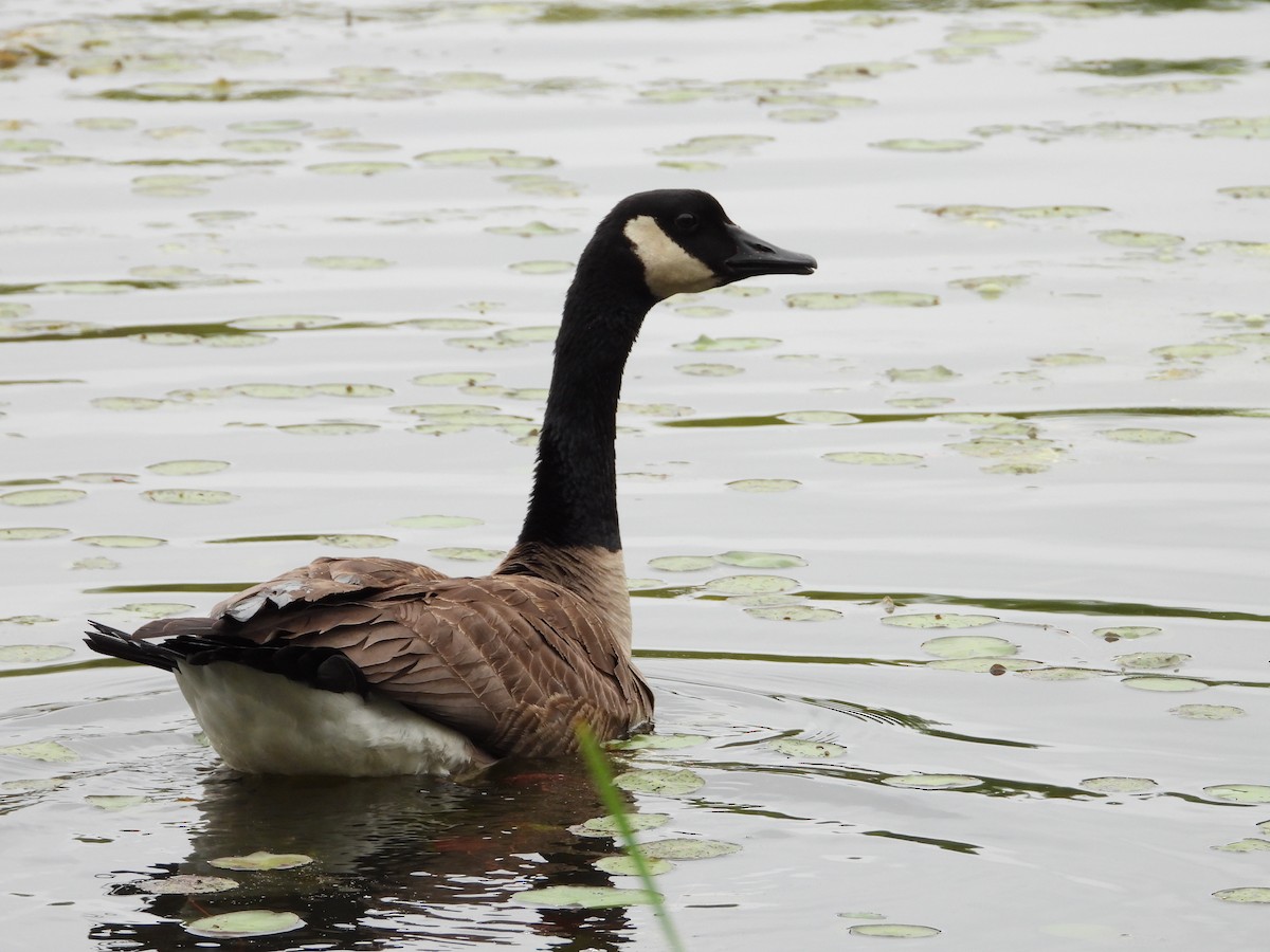 Canada Goose - ML634506564