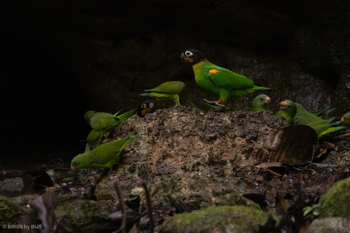 Orange-cheeked Parrot - ML634506577