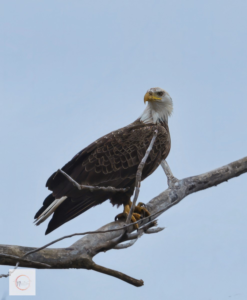 Bald Eagle - ML634506607