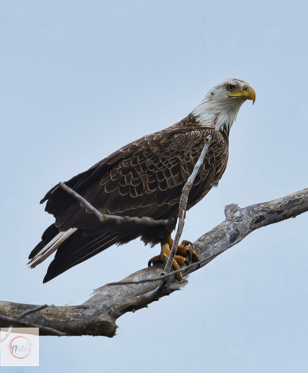 Bald Eagle - ML634506627