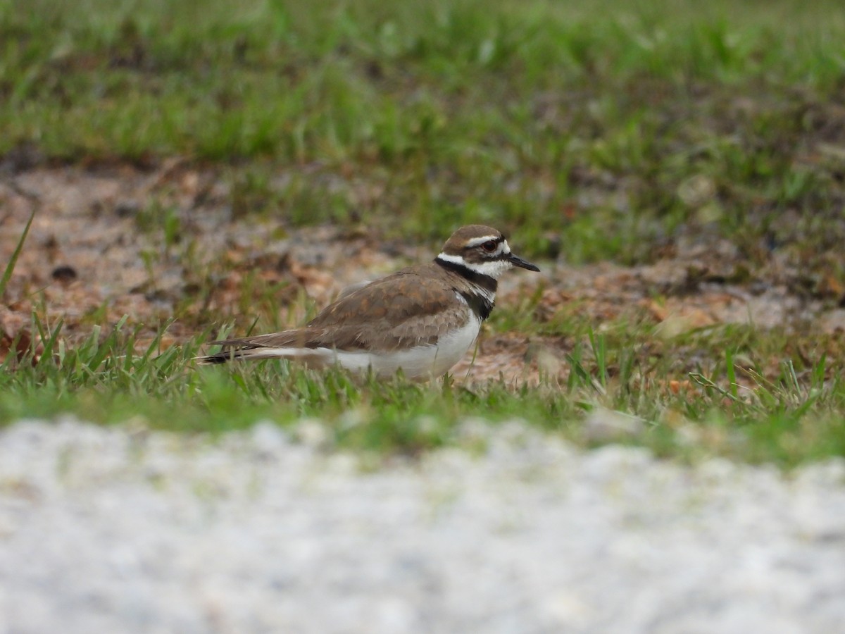 Killdeer - ML634506641