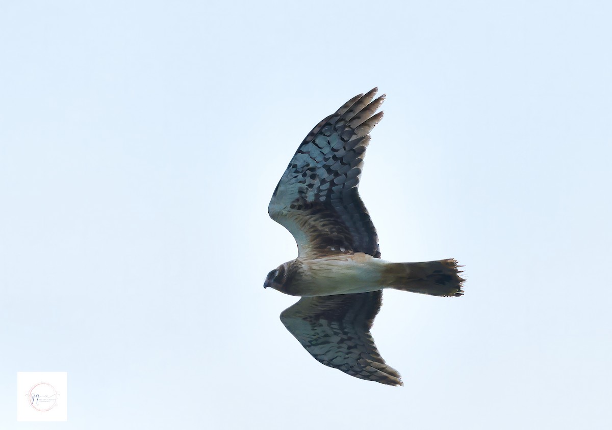 Northern Harrier - ML634506656