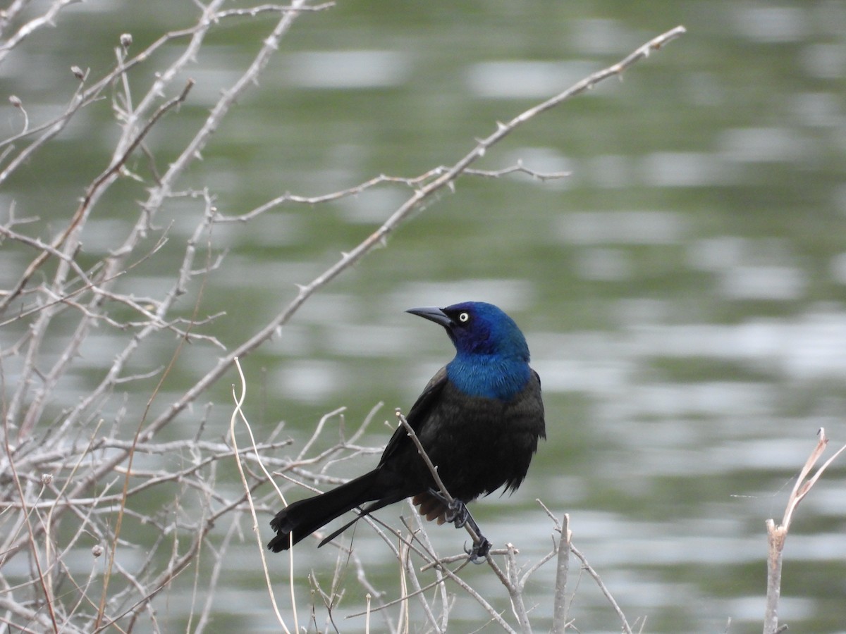 Common Grackle - ML634506668