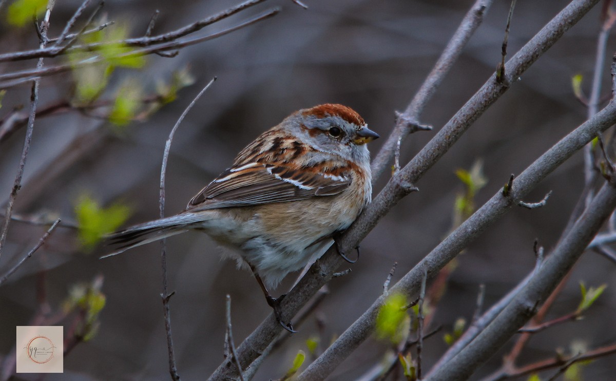 American Tree Sparrow - ML634506706