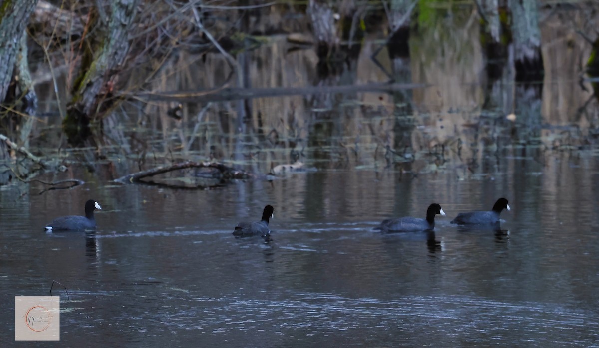 American Coot - ML634506725