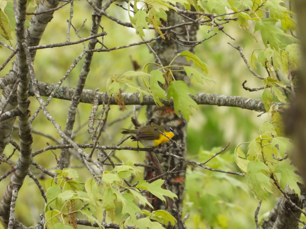 Yellow-breasted Chat - ML634506757