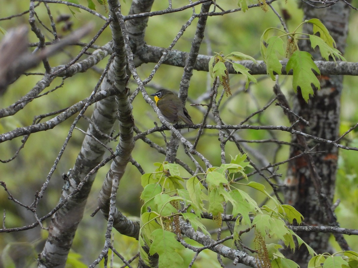 Yellow-breasted Chat - ML634506758