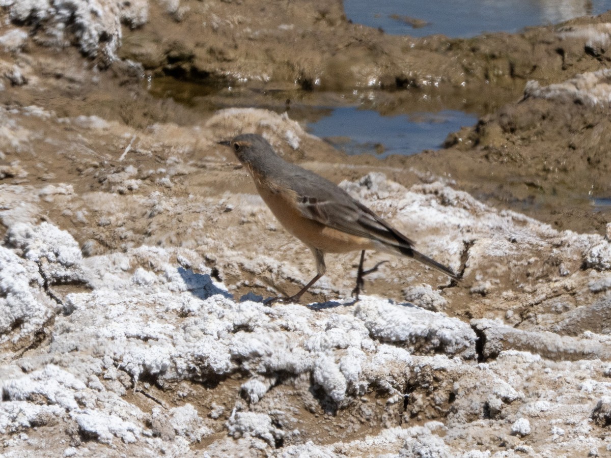 American Pipit - ML634506821