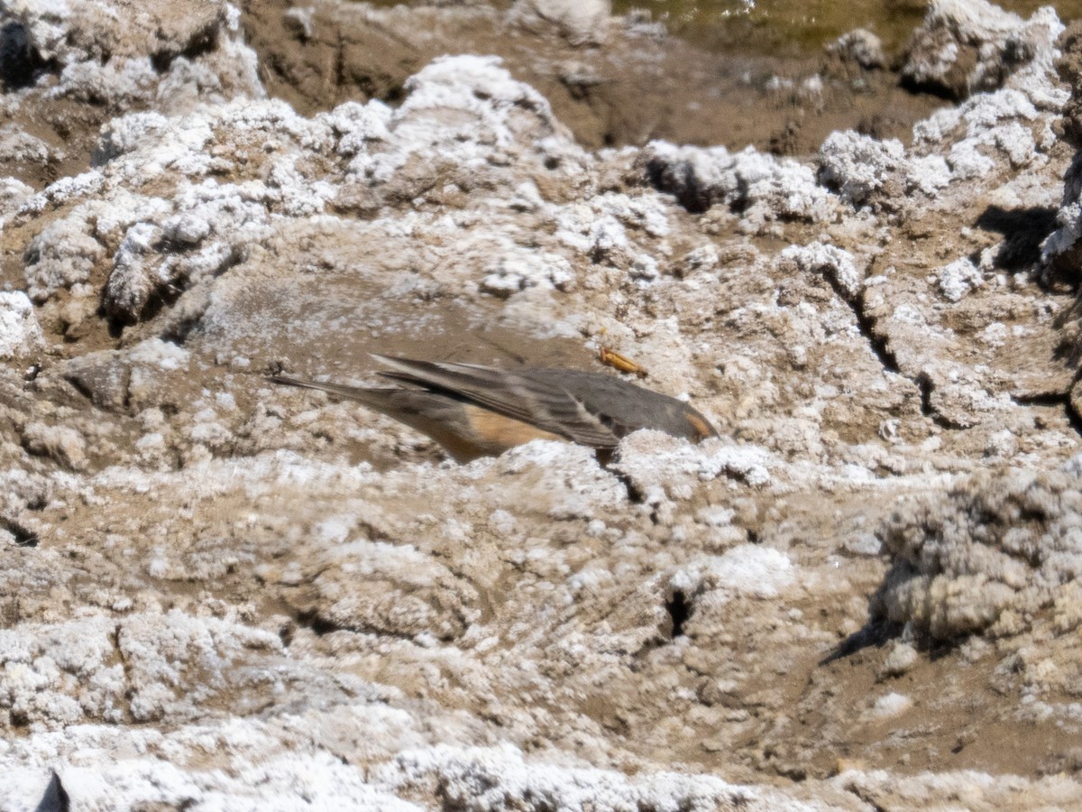 American Pipit - ML634506822