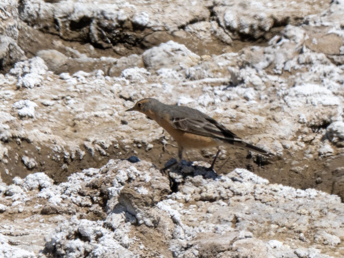 American Pipit - ML634506823