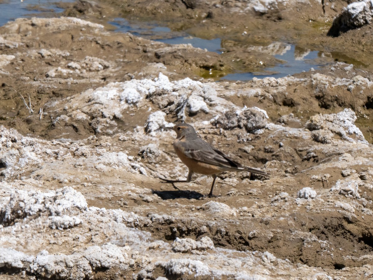 American Pipit - ML634506824