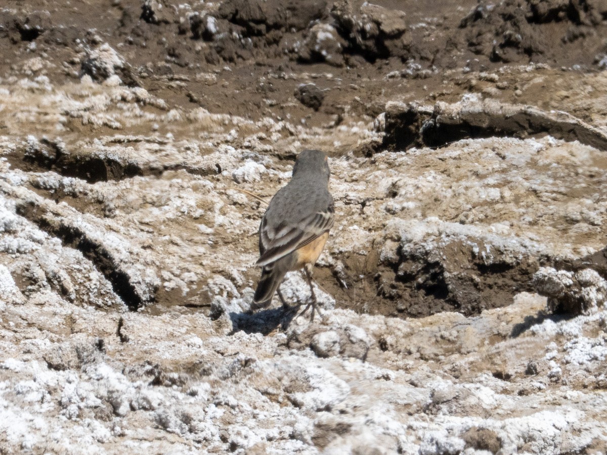 American Pipit - ML634506825