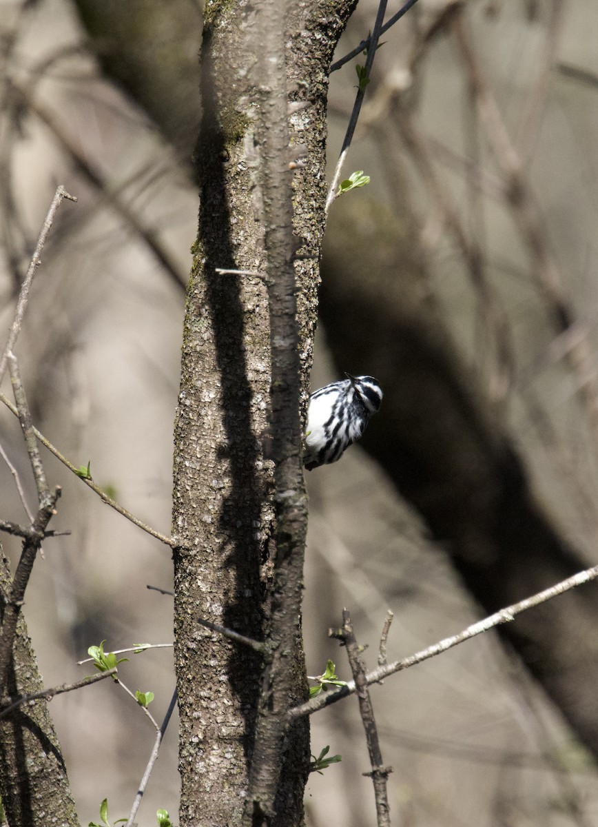 Black-and-white Warbler - ML634506834