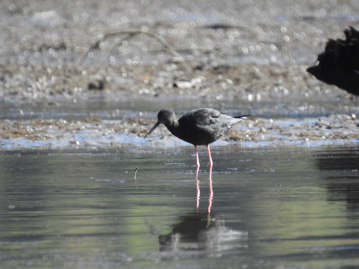 Black Stilt - ML634506860
