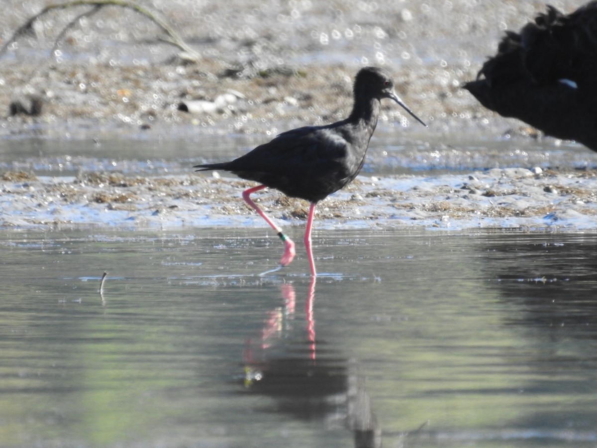 Black Stilt - ML634506861