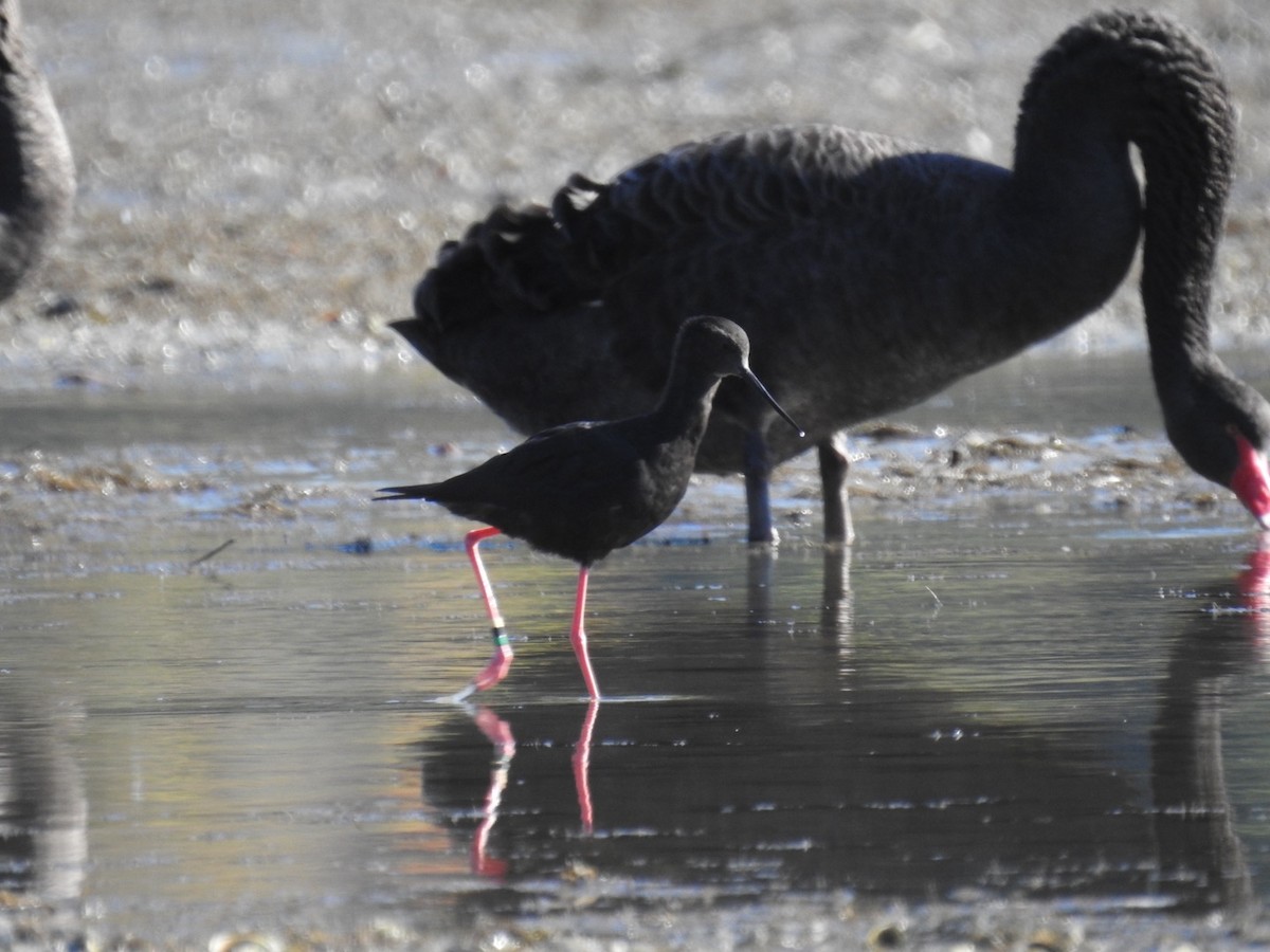 Black Stilt - ML634506862
