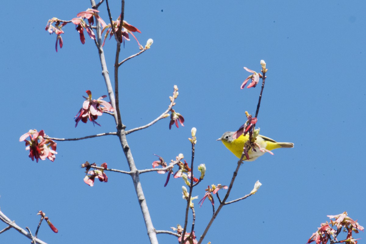 Nashville Warbler - ML634506904