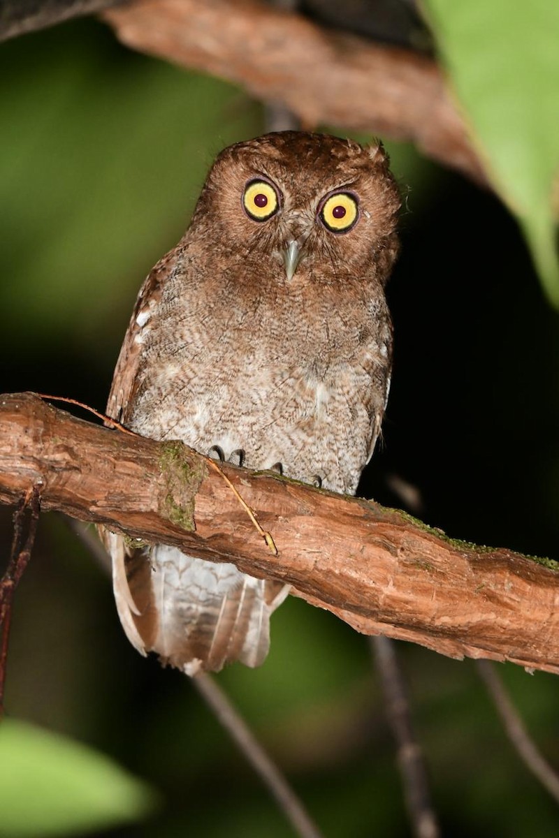 Puntarenas Screech-Owl (undescribed form) - ML634506924