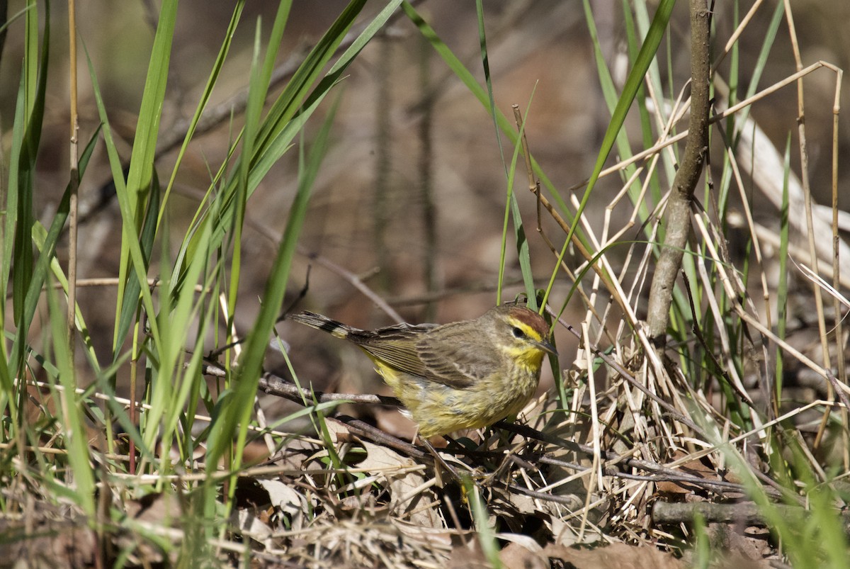 Palm Warbler - ML634506934