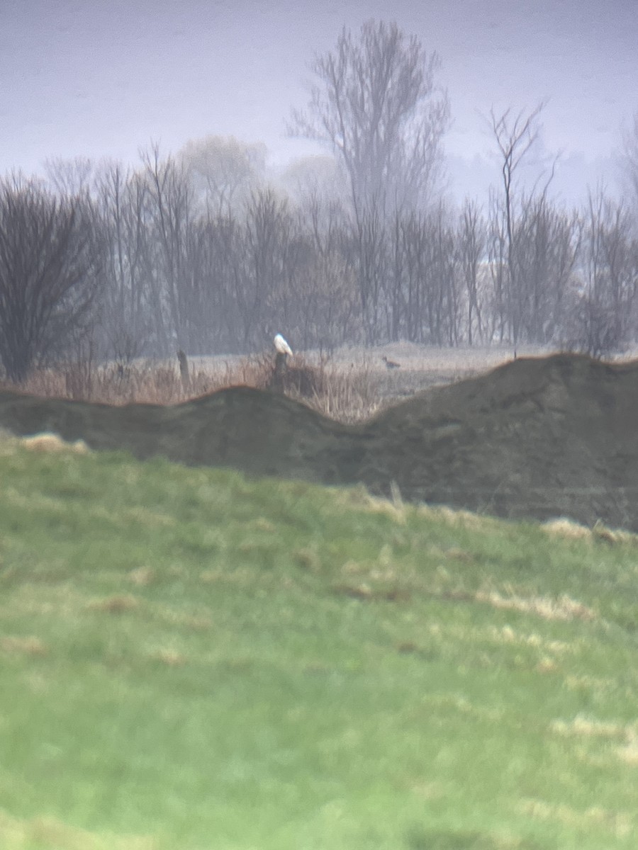 Snowy Owl - ML634507000