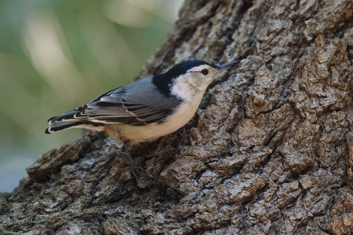 White-breasted Nuthatch - ML634507072