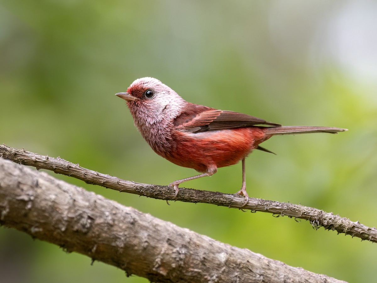 rosenparula - ML634507074