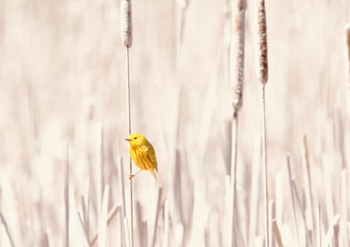 Northern Yellow Warbler - ML634507088