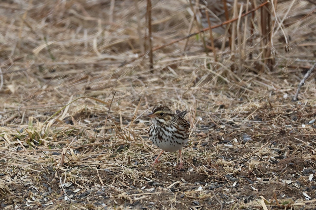 Savannah Sparrow - ML634507114
