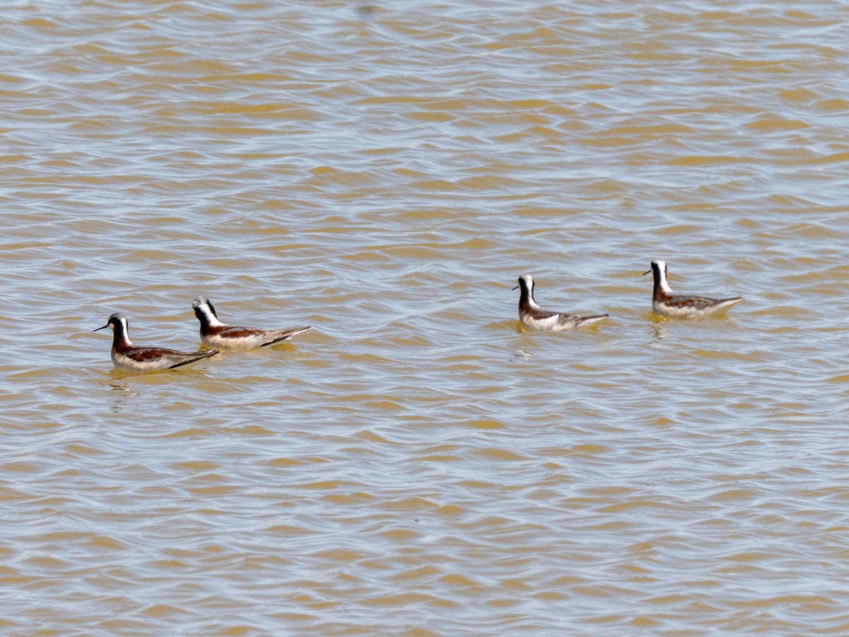 Wilson's Phalarope - ML634507172