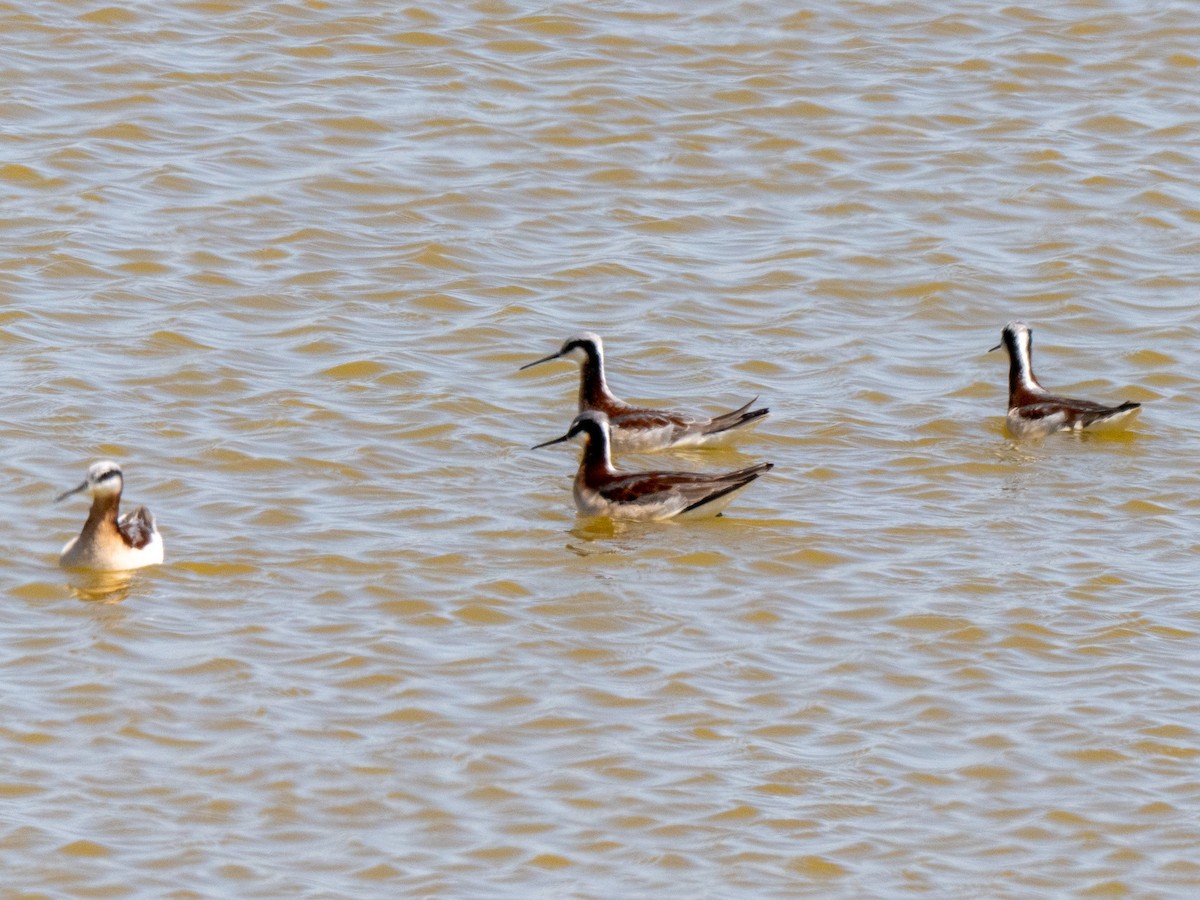 Wilson's Phalarope - ML634507173