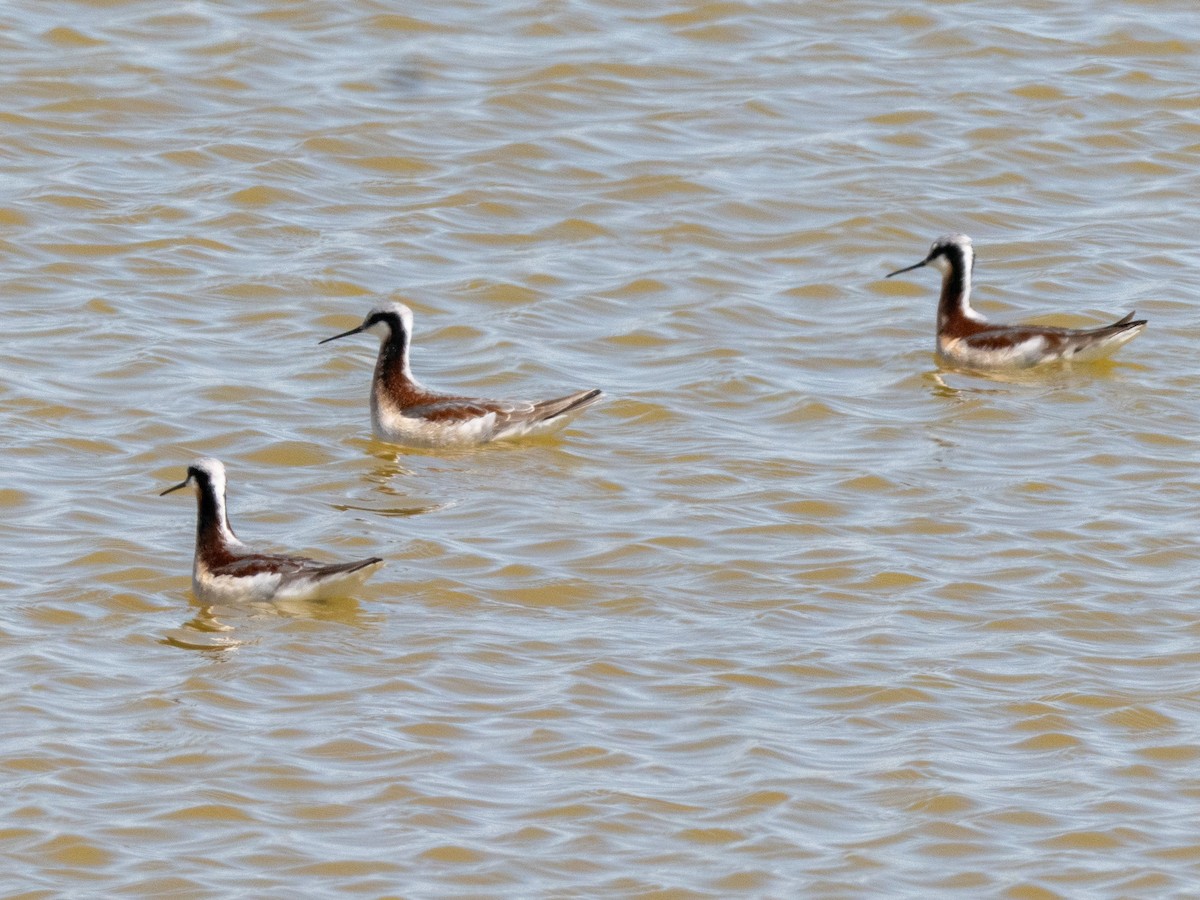 Wilson's Phalarope - ML634507174