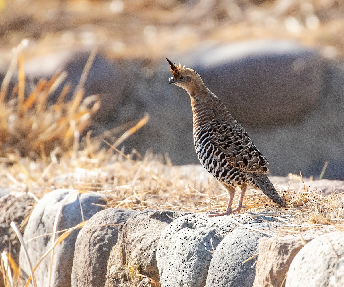Banded Quail - ML634507260