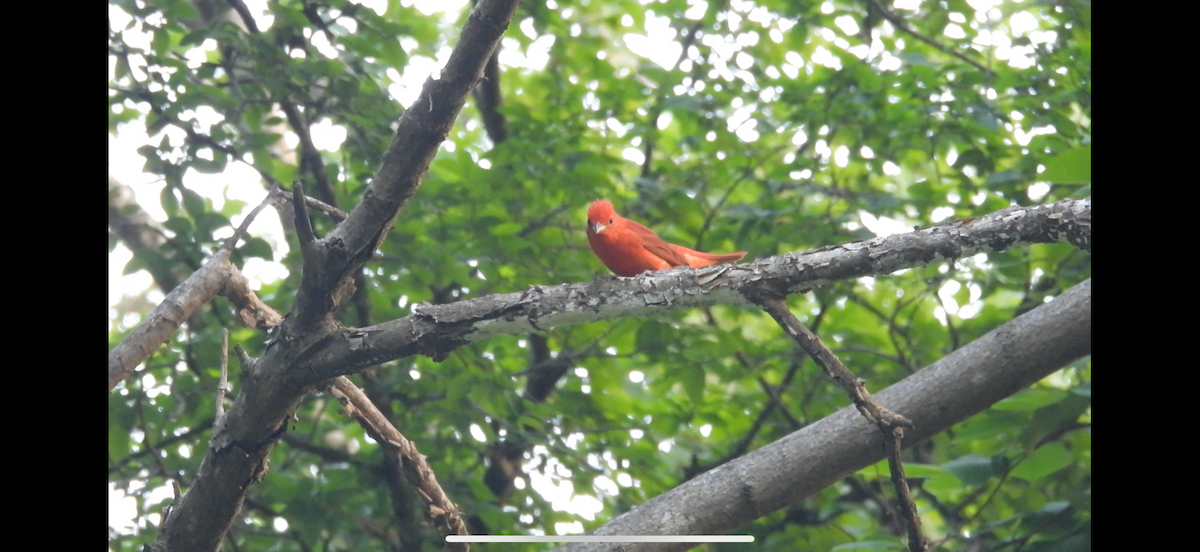Summer Tanager - ML634507264