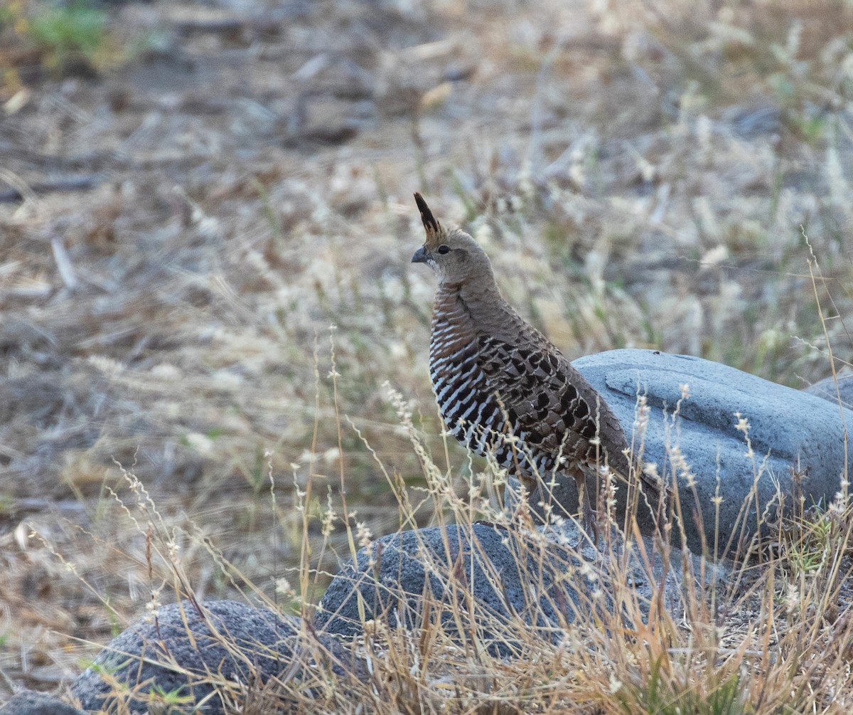 Banded Quail - ML634507267