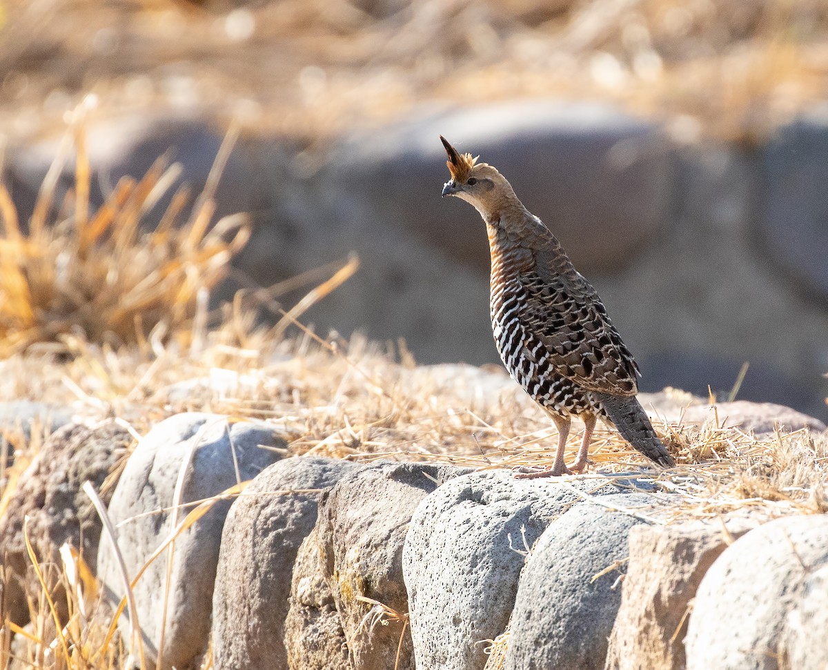 Banded Quail - ML634507277