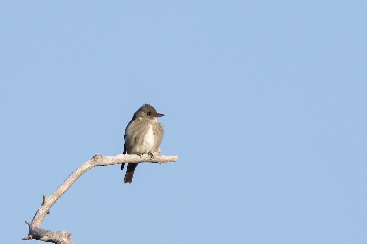 Olive-sided Flycatcher - Kalpesh Krishna