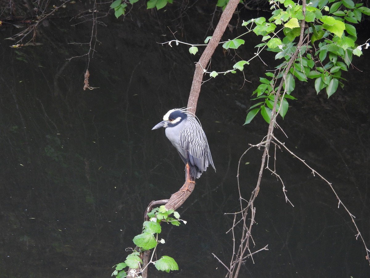 Yellow-crowned Night Heron - ML634507316